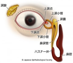 涙腺と涙点の構造 出典　日本眼科学会　目の病気